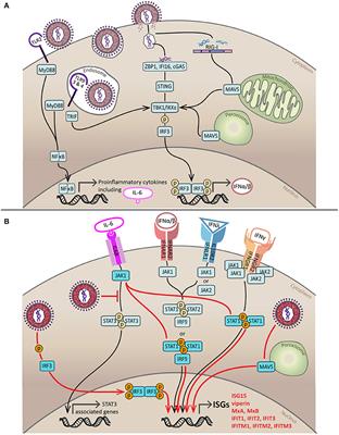 Interferon-Independent Innate Responses to Cytomegalovirus